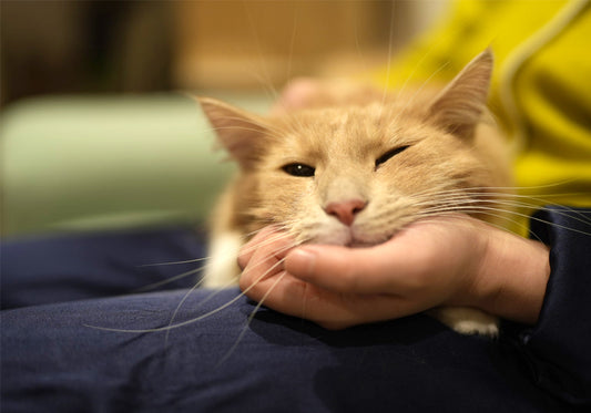 Frequently Asked Questions about FreeCat Clumping Cat Litter