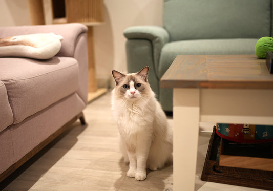 Frequently Asked Questions about FreeCat Freeze Dried Treats