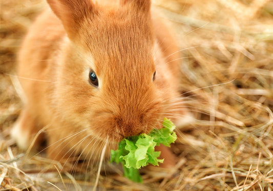 Frequently Asked Questions about LittleCheeks Dried Herbs