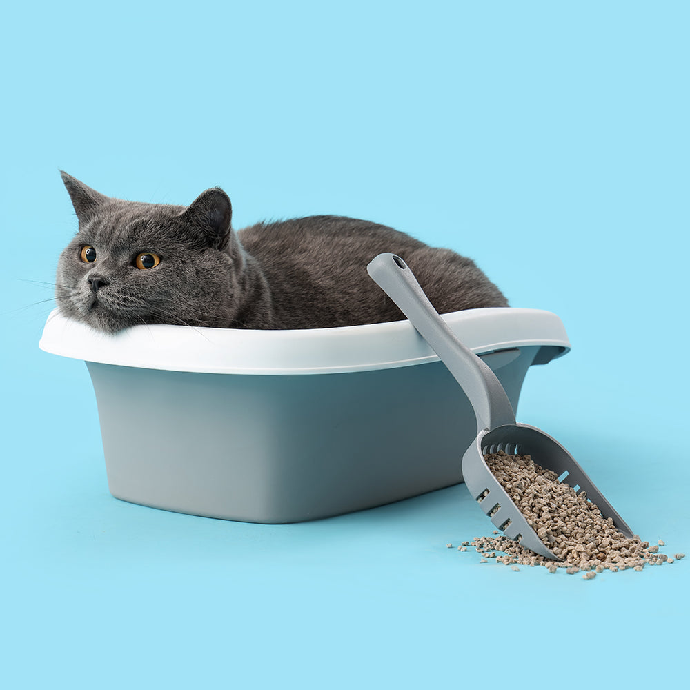 Freecat – Premium Cat Care Products | Nutrition, Health & Comfort – FreePet